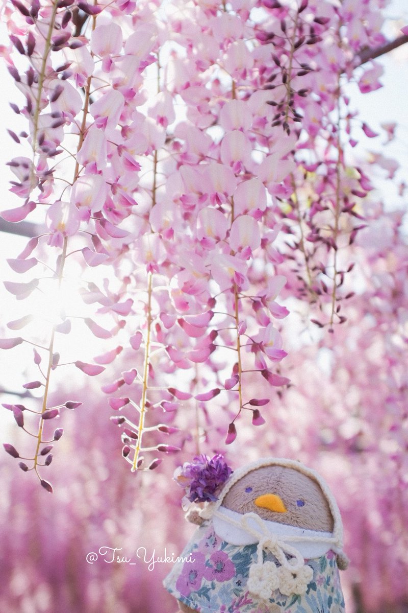 ピンクの藤だねはせべちゅん！ロック画面にした！