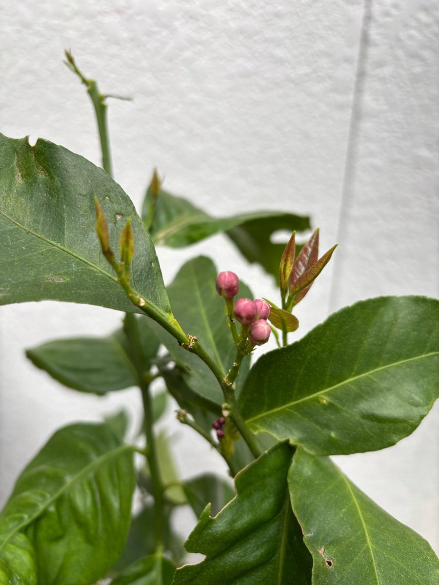 walnut878's tweet photo. レモンの花が咲いてきました
実になるかはまだ先の話
実ったら酎ハイレモン
楽しみ
だな〜
#富山市 https://t.co/ih2KrOZCYe
