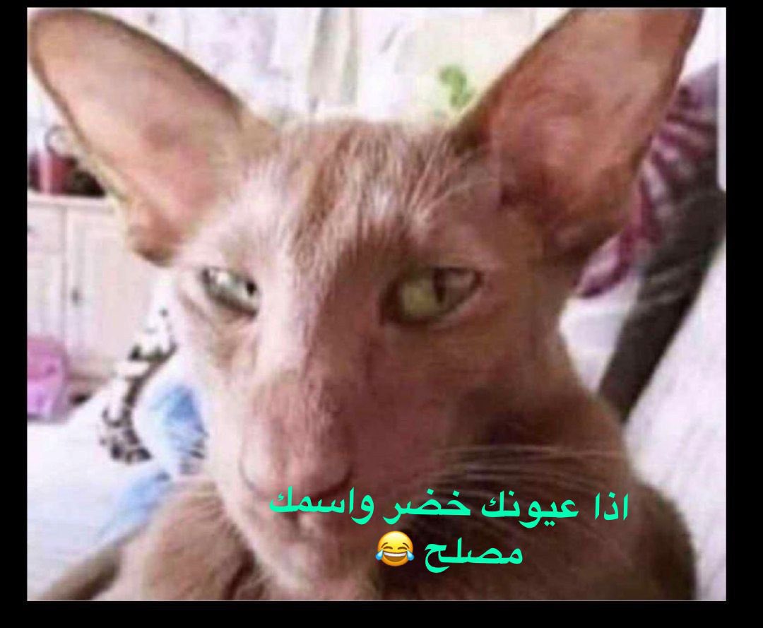 مشاري القبيّل tweet media