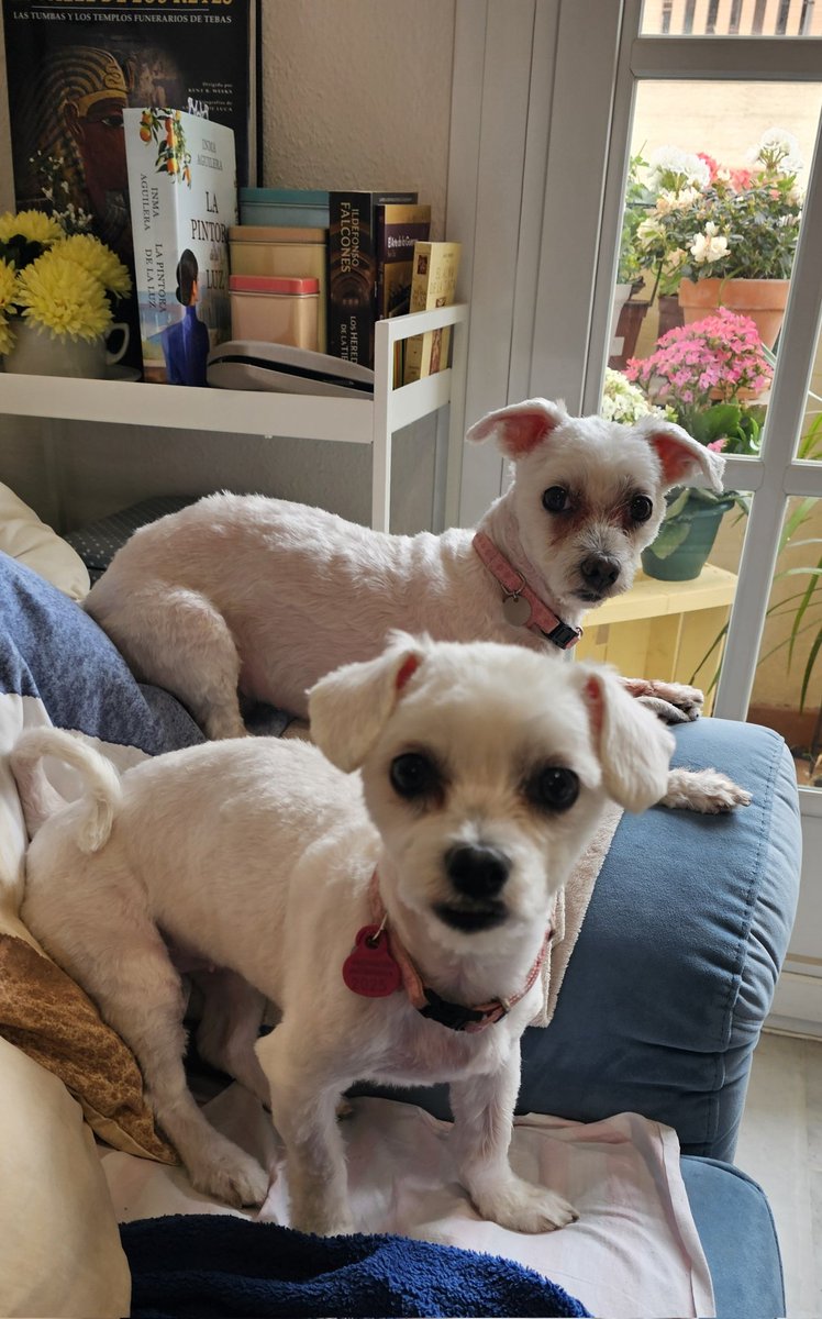 maritahermano's tweet image. Antes tenía dos bichones malteses...ahora tengo dos ratas blancas que me odian por llevarlas a la peluquería...aquí estoy pactando la paz con ellas...bueno...mas bien comprandolas con premios...
#Tara #Tulia 🤍🤍