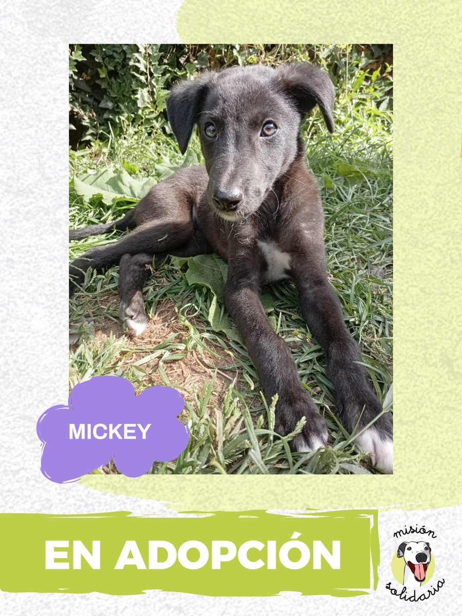 Mickey tiene 45 días. Está vacunado y desparasitado, será de tamaño mediano. Un compañero dulce y juguetón que busca una familia para compartir toda su vida 🏠💖
Zonas CABA y GBA
Queres adoptarla? Escribime!
misionsolidariatwitter@gmail.com
Asunto: La magia de Mickey ✨
RT porfa