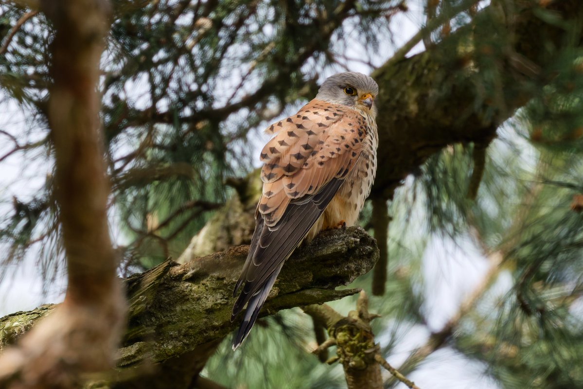 Michael80798575's tweet image. Kestrel seen in Sutton Park  Birmingham @WestMidBirdClub #birds #birding #kestrel #birdofprey