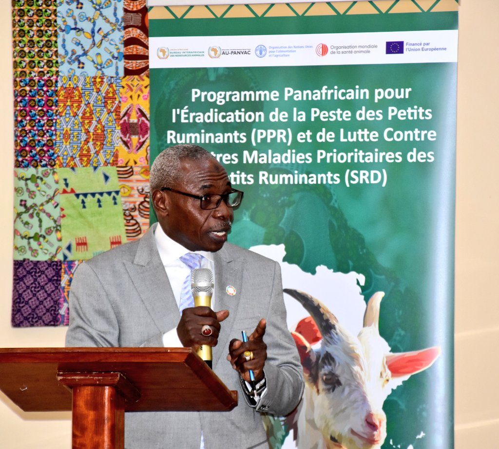 FAOCameroun's tweet image. 🤝 Cette rencontre de 3 jours vise à appuyer l’éradication de la #PPR🐐 et le contrôle durable des maladies animales transfrontalières 🦠 dans l’espace @CEEAC_ECCAS, en renforçant la surveillance, l’alerte précoce🚨 et la réponse rapide.

@FAOLivestock
@au_ibar
@EU_Partnerships