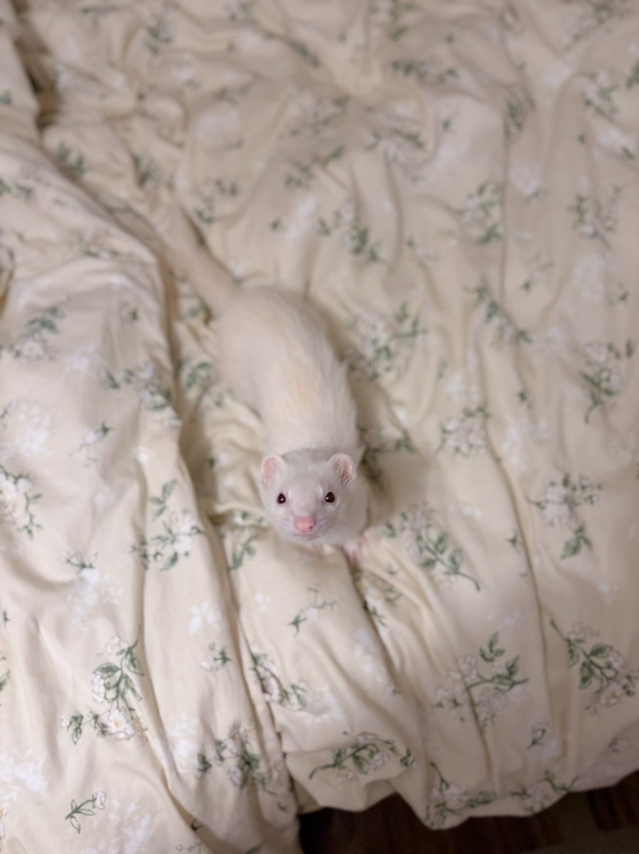 飼い主帰宅。お布団からお出迎え🥰