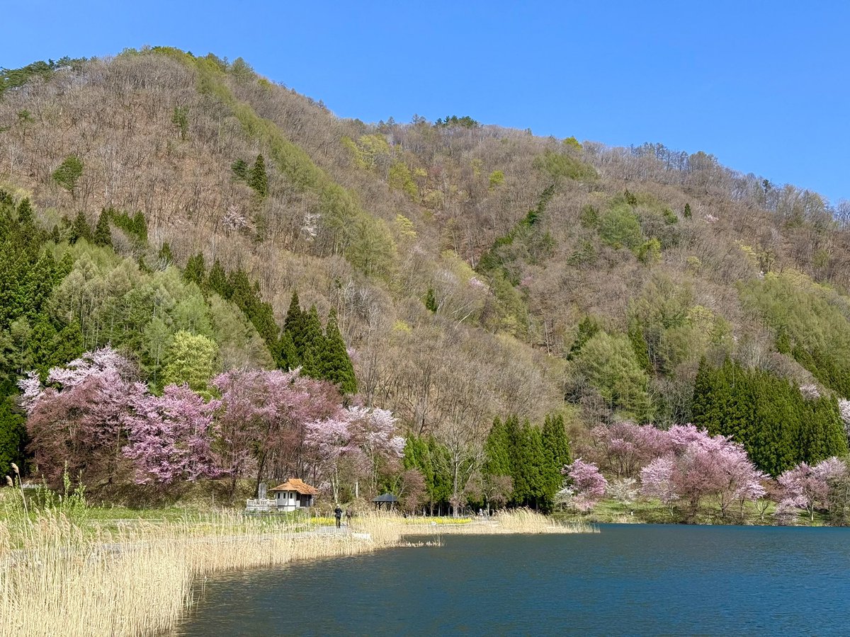 kichiko1127's tweet photo. 今年最後のお花見かな〜　山デカ！笑

#大出公園
#中綱湖
#独鈷山麓千本桜 https://t.co/JduIMaZv5r
