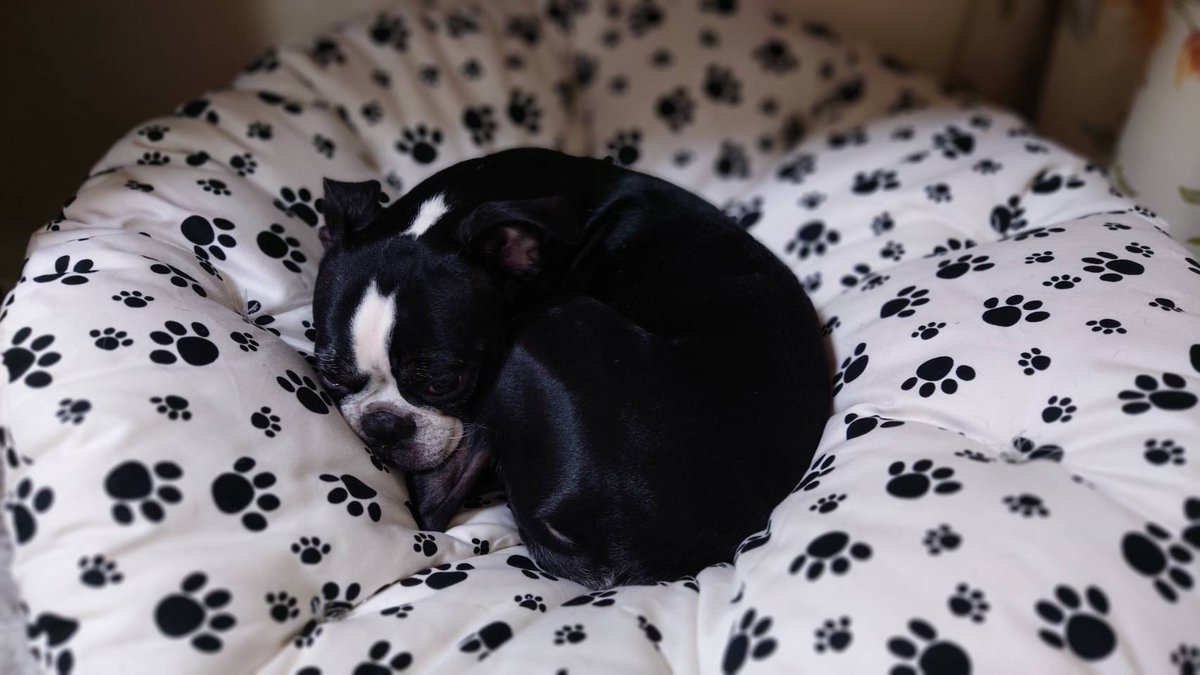 アヴィ♀&シオン♂ tweet media