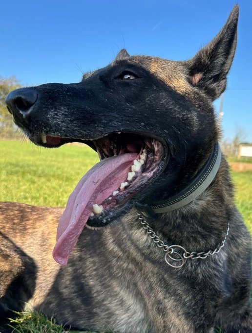 gsrescueelite's tweet image. Ben is 4yrs old and he is a clever boy with all the #DutchHerder traits. Ben can live with older kids and has been ok with large breed #dogs but he will need a breed exp home 
#germanshepherd #Esex 
gsrelite.co.uk/ben-12/