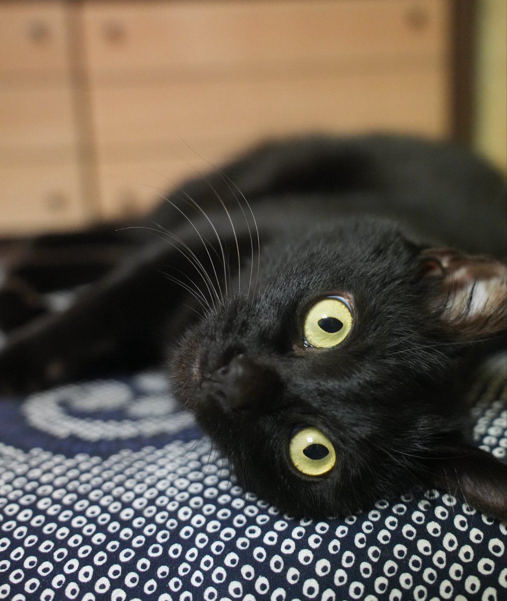oreo_blackcat's tweet image. おっきなお目目
#猫 #黒猫 #blackcat