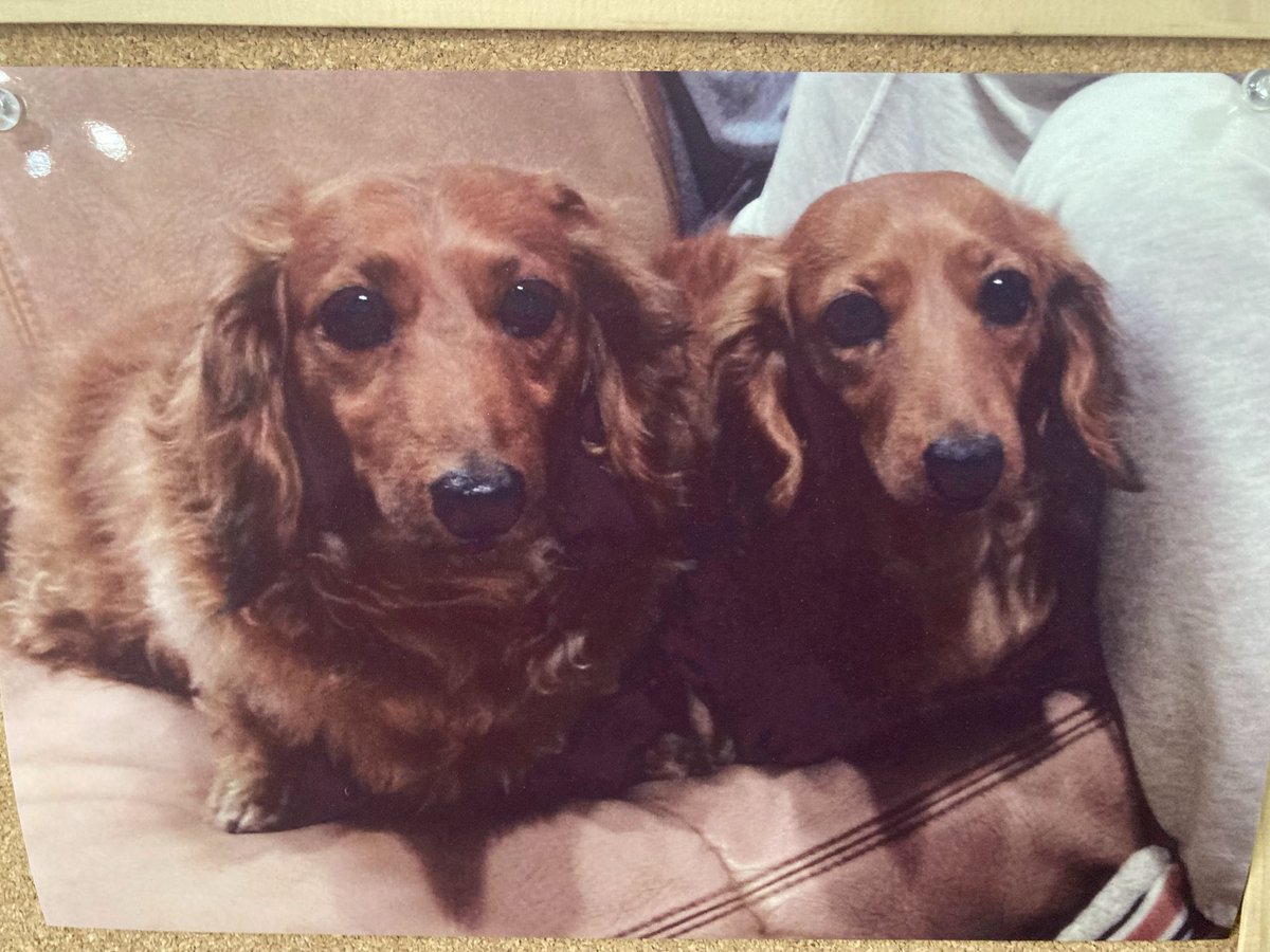 木本惇貴 tweet media