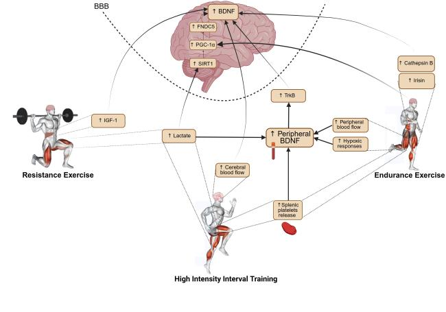 agingdoc1's tweet photo. The Interplay Between Physical Exercise, Nutritional Strategies, and Brain-Derived Neurotrophic Factor in Promoting Cognitive Performance

https://t.co/vRp9nLP0q4 https://t.co/mf0nDQVu3K