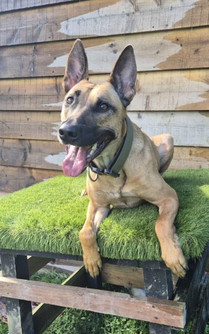 gsrescueelite's tweet image. Bentley is coming up to 4yrs old and he found a home where he flourished but sadly came back due to a change in circumstances. Bentley can live with older kids and previously lives with a female dog 
#dogs #germanshepherd #Essex 
gsrelite.co.uk/bentley-2/