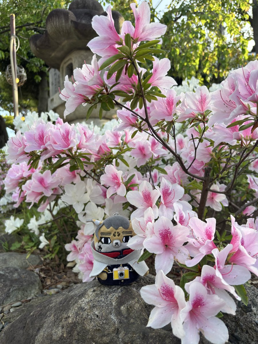 myayu minnie tweet media