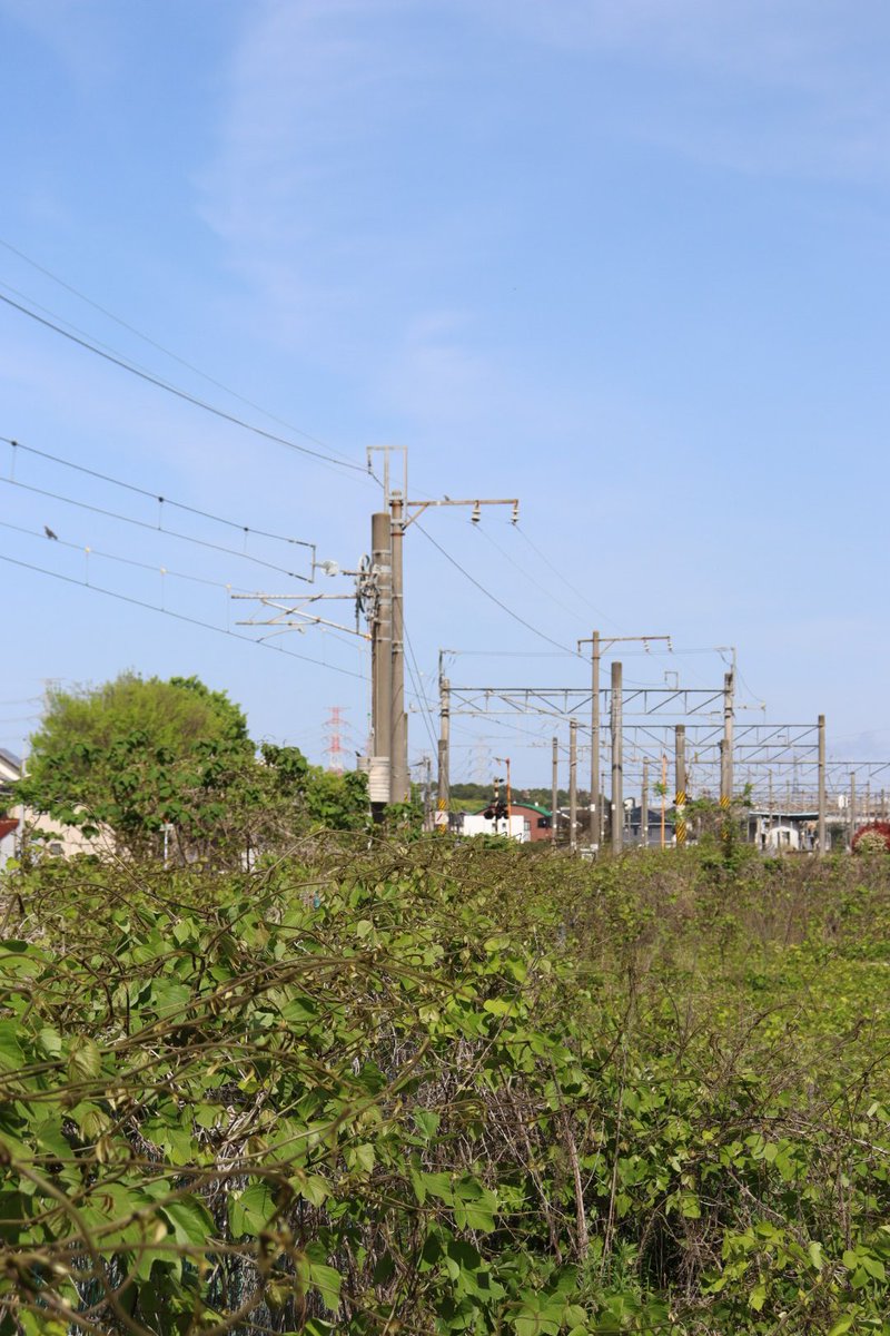 jikko680687's tweet photo. 【今日の787系Vol.2】2026/4/21(Tue)
5010M特急にちりん10号 宮崎空港12:15発 大分行き(大分15:41着)
787系 BO105編成(分オイ)
#787系 #BO105 #大分車両センター #日豊本線 #大在駅 #坂ノ市駅 https://t.co/UVjSQ2AnAS
