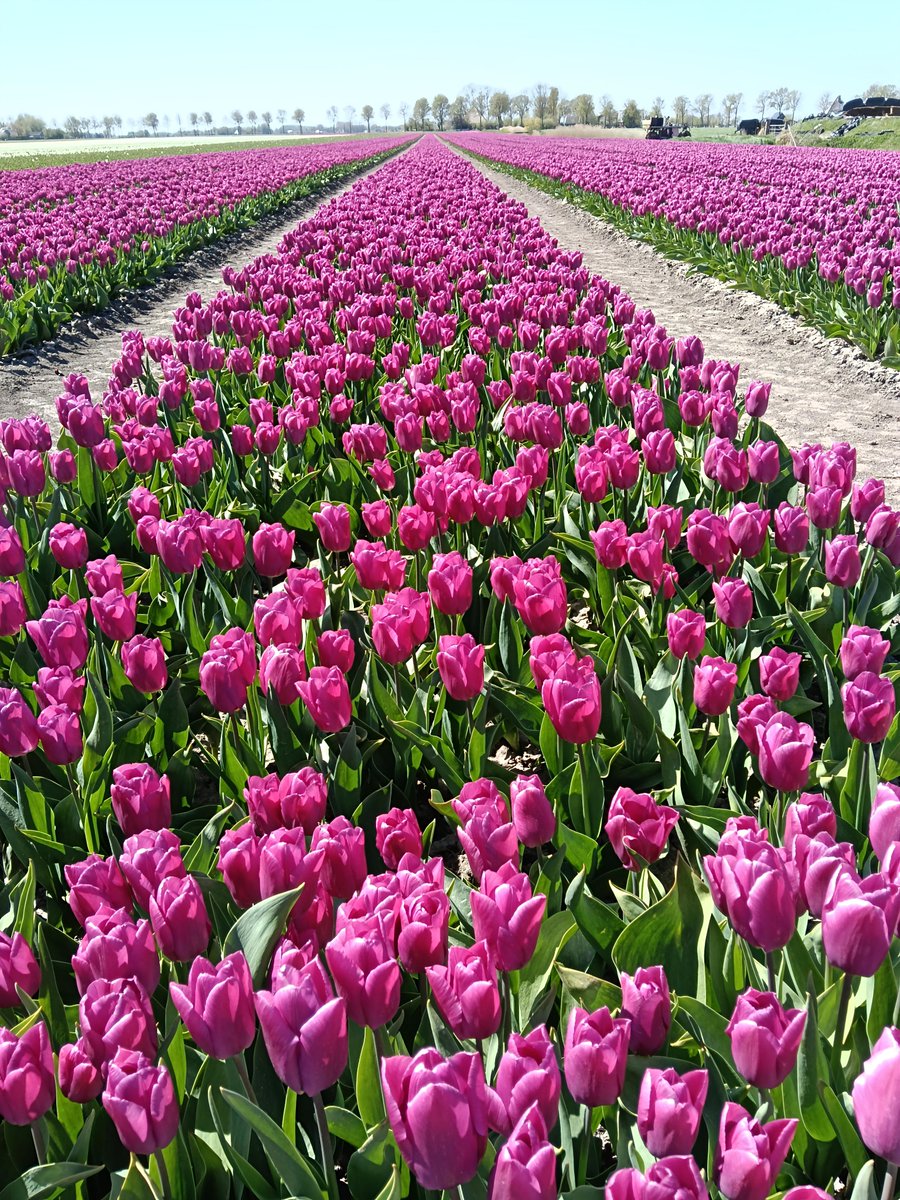 newsfromrob's tweet image. Tulips, just in time for #WeekPforPurple.

#cycling #Netherlands 🇳🇱