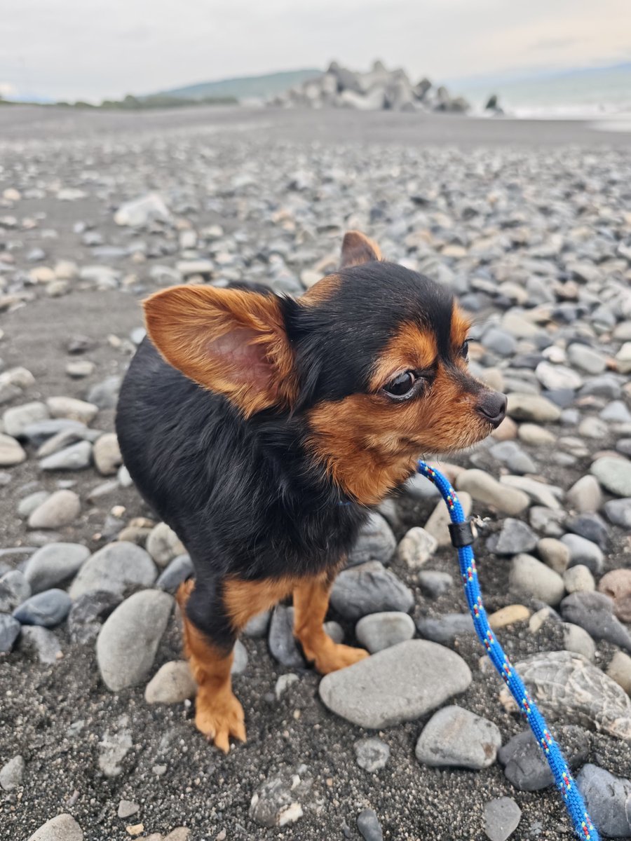 D8xLpb3's tweet photo. 今日も楽しい1日たったね。
＃ヨープー
＃ミックス犬
＃きょうだい犬
＃ふたご https://t.co/ClE4qcEyHG