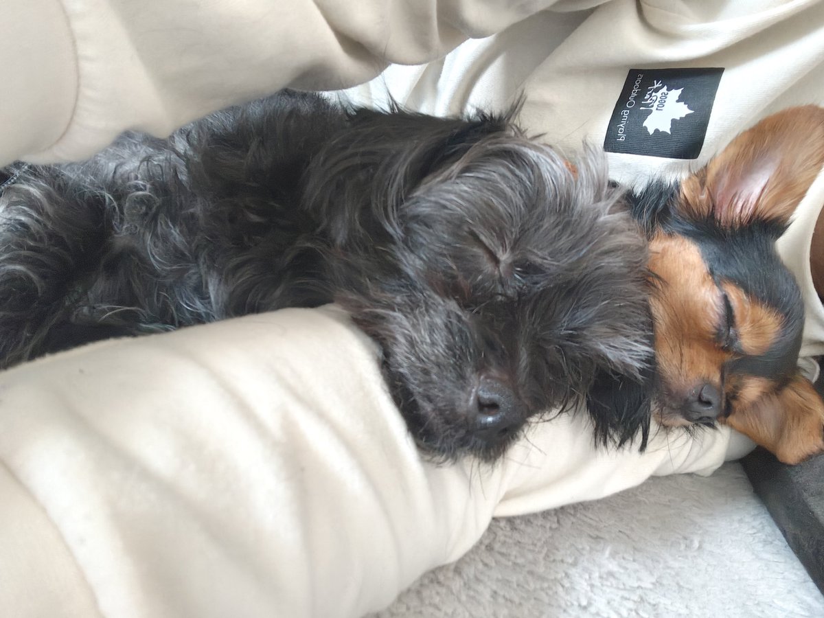 D8xLpb3's tweet photo. 今日も楽しい1日たったね。
＃ヨープー
＃ミックス犬
＃きょうだい犬
＃ふたご https://t.co/ClE4qcEyHG