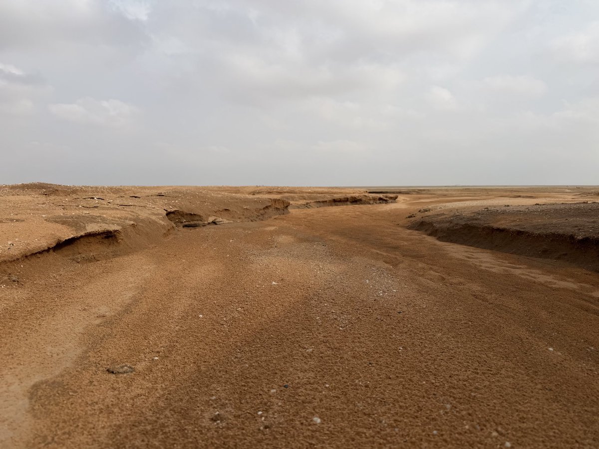 مطر الربيع tweet media