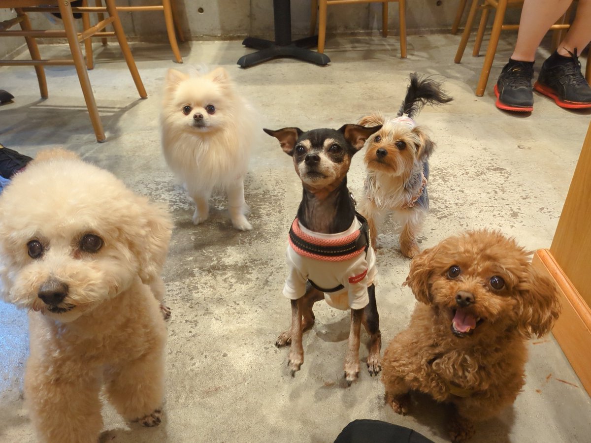 Lukestearoom716's tweet photo. 4月17日で、Luke's tearoom
２周年を迎えました✨️
お祝いのお花やお言葉をたくさんいただいて本当にありがたいです!
ありがとうございます!!
まだまだ新参者ではございますが
これからもよろしくお願いいたします！
#東北沢　#カフェ　#ペット同伴可 https://t.co/IRtGXkNLYr