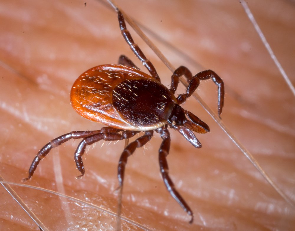 SARS‑CoV‑2 (COVID-19) tweet media