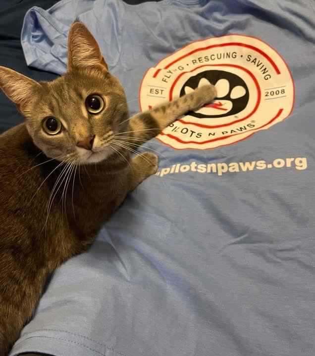 Pilots N Paws tweet media