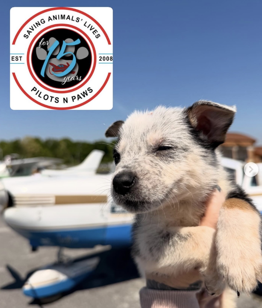 Pilots N Paws tweet media