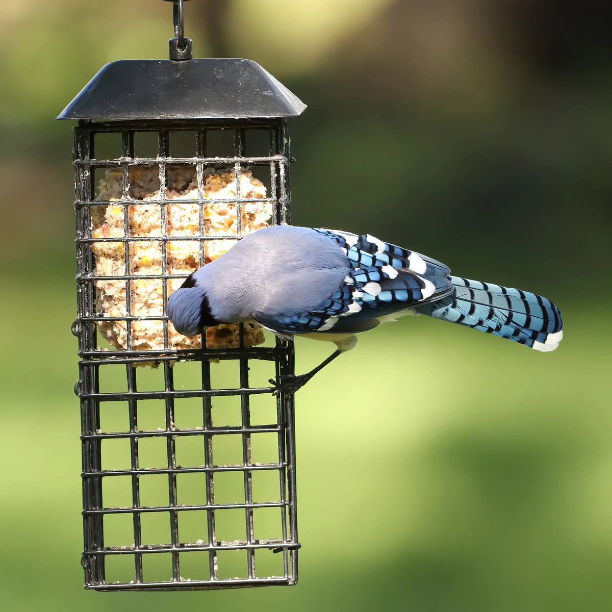 This beautiful blue jay was busy gathering peanut suet yesterday...
#bluejay #bluejayvisit #ohiobirds #bluejayvisitor #bluejayvisitors #peanutsuetlovers