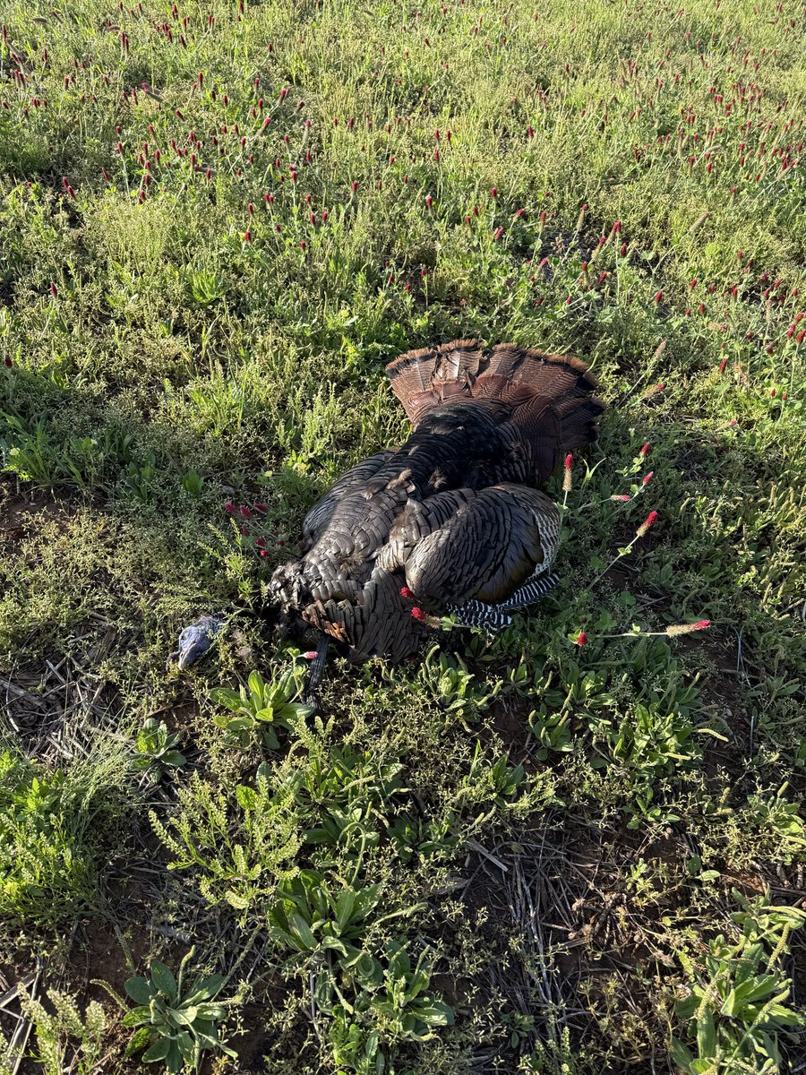 ArrowsAndHooks's tweet photo. My first Turkey! https://t.co/1YfLEq9LZB