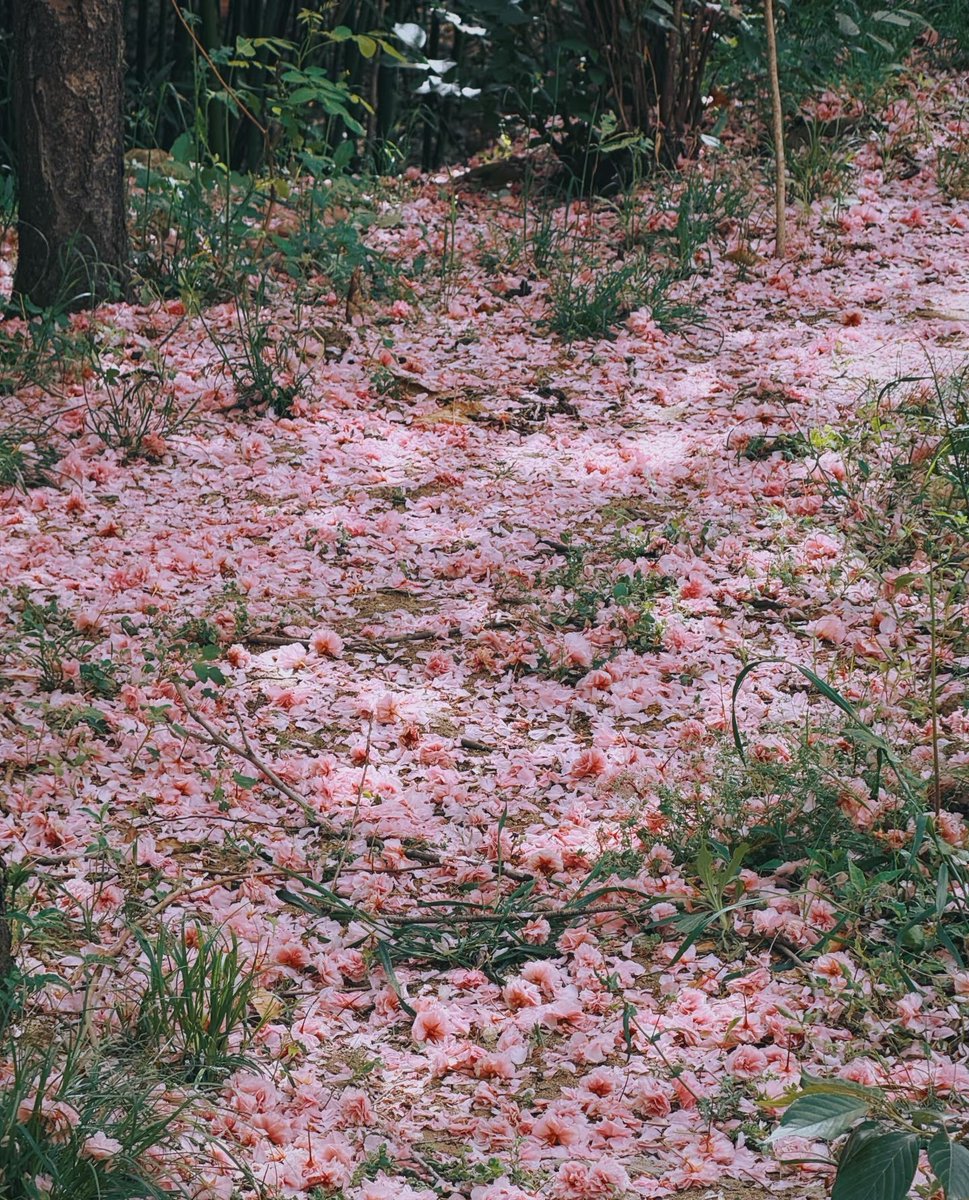 迷迷瞪瞪（互fo互赞）🌺🌺 tweet media