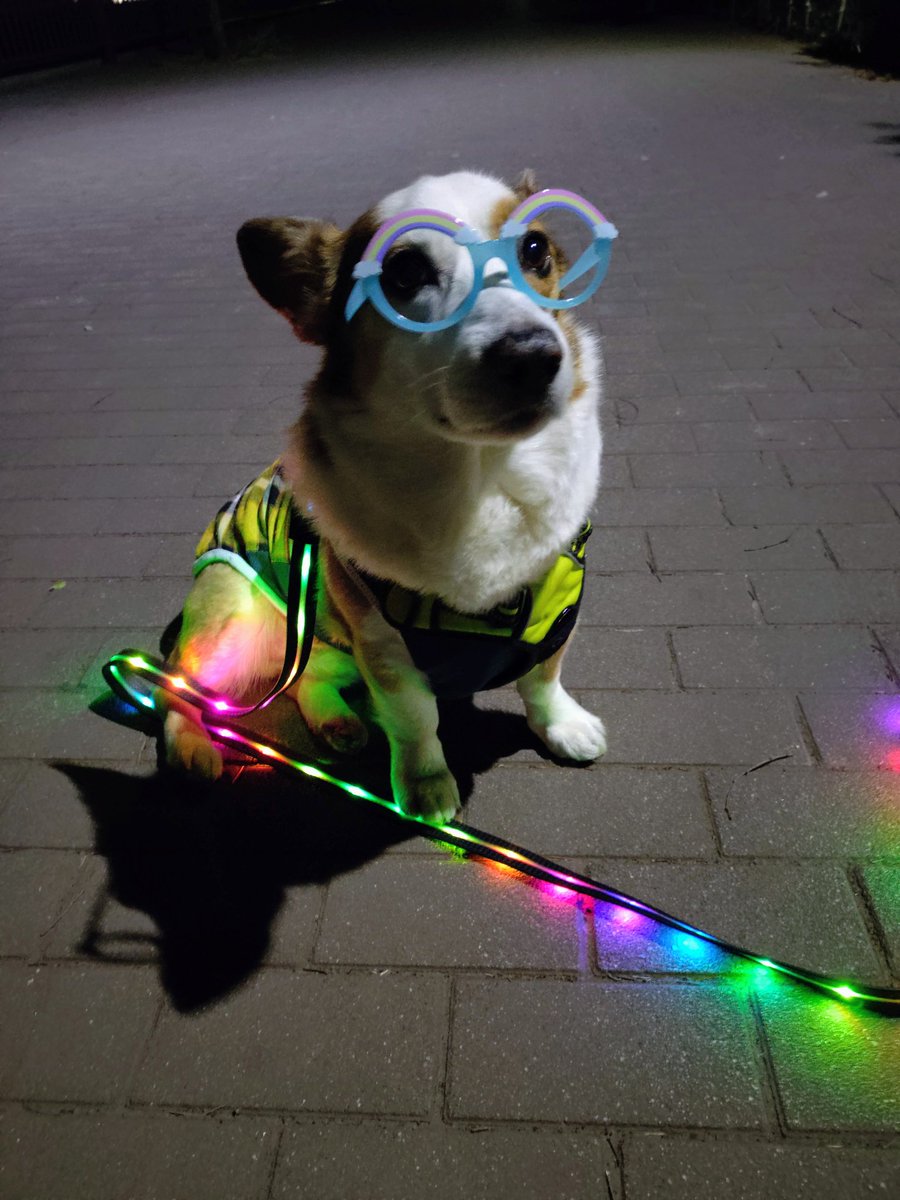 🇬🇧🐶LEO元愛犬❤️Riku今愛犬🐶 tweet media