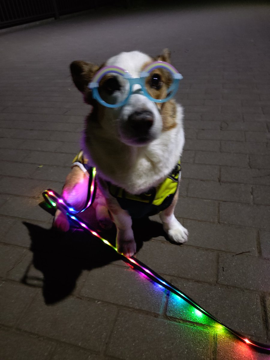 🇬🇧🐶LEO元愛犬❤️Riku今愛犬🐶 tweet media