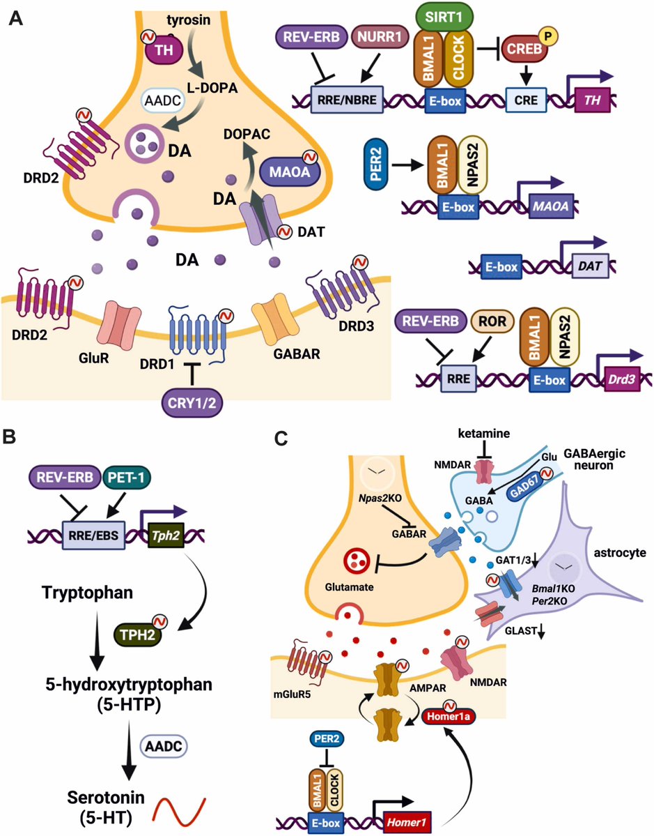Rhythms of Mood: Bidirectional Regulation of Molecular Clocks &amp; Neurotransmission in Affective Disorders

Findings from animal models &amp; clinical research demonstrating how core clock genes directly regulate neural networks controlling reward, stress responses, synaptic plasticity