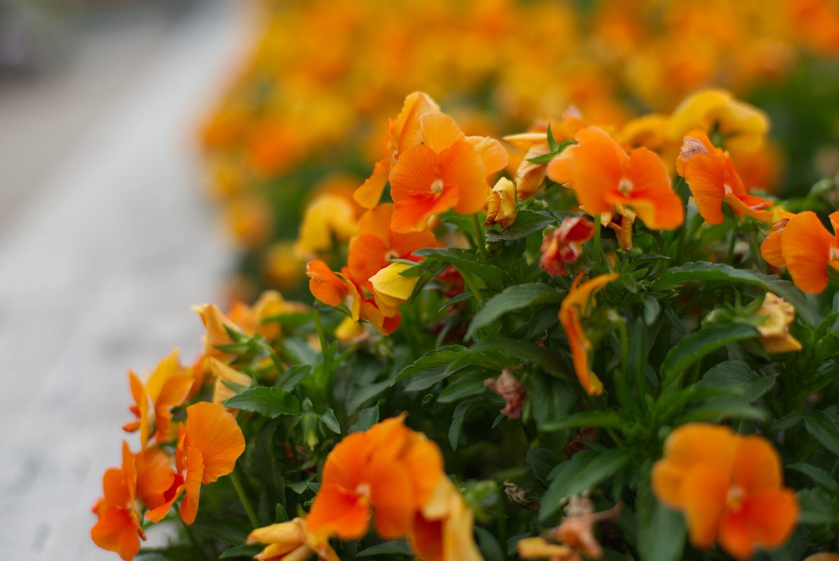 𝕄𝕚𝕪𝕒_𝟡𝟙𝟙 tweet media