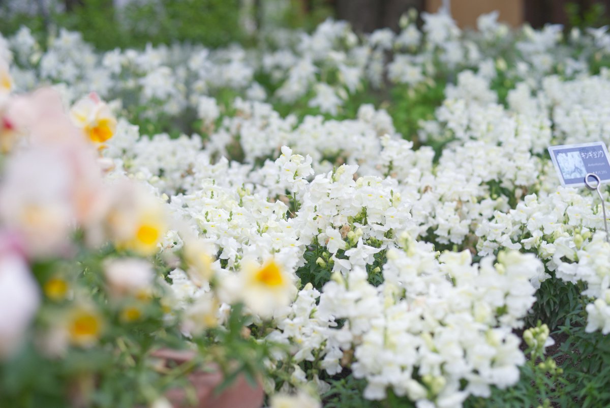 𝕄𝕚𝕪𝕒_𝟡𝟙𝟙 tweet media