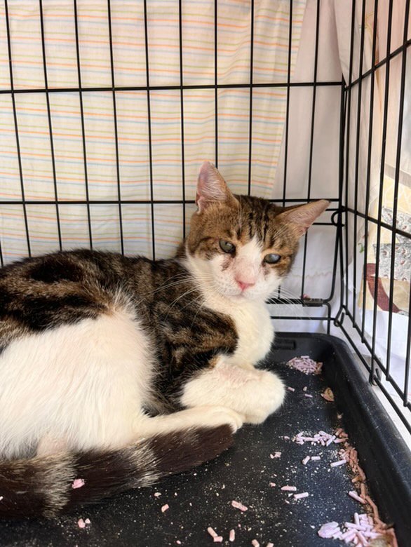 το γατί ^..^ ★ tweet media