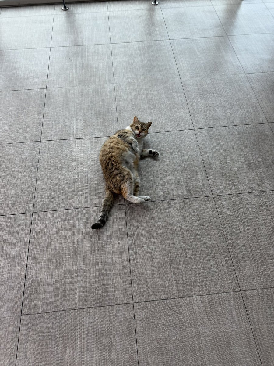 내 돌 보요 ? tweet media