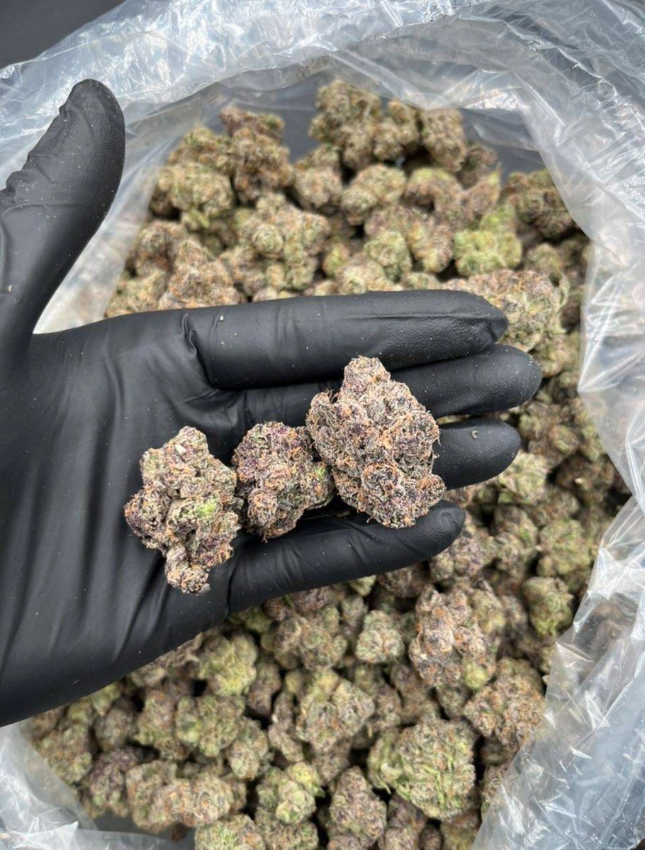 BristonBuds's tweet image. #London weed, #Manchester weed, #Bristol weed, #Brighton weed, #Liverpool weed, #Leeds weed, #Birmingham weed, #Newcastle weed, #Southampton weed, #Portsmouth weed, #Sheffield weed,