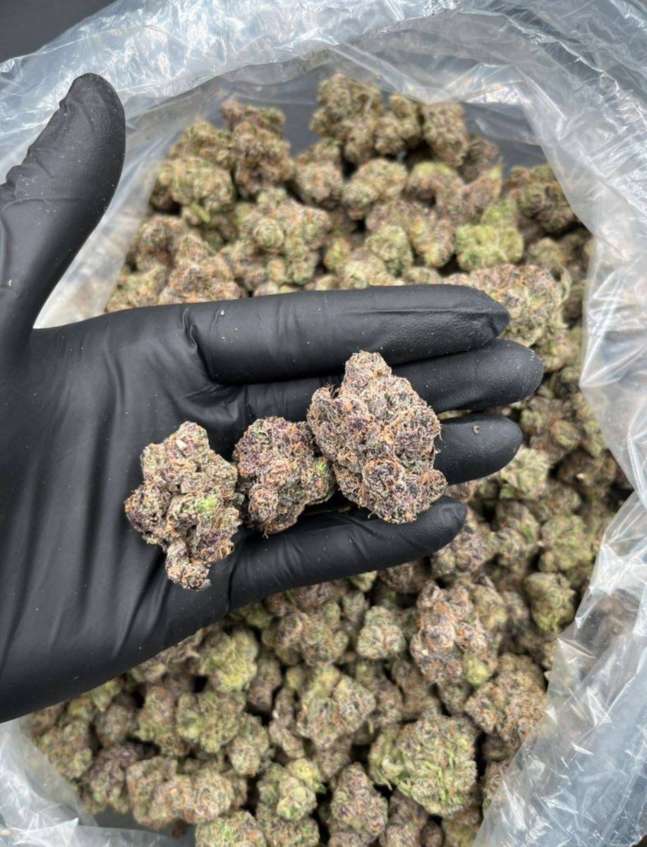 BristonBuds's tweet image. #London weed, #Manchester weed, #Bristol weed, #Brighton weed, #Liverpool weed, #Leeds weed, #Birmingham weed, #Newcastle weed, #Southampton weed, #Portsmouth weed, #Sheffield weed,