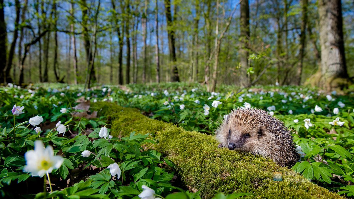 📸 Bing wallpaper of the day:

European hedgehog, France (© Klein &amp; Hubert/Nature Picture Library)

📲 Daily Wallpaper for iOS/Mac dailywallpaperapp.com/appstore

#photography #wallpapers #bing