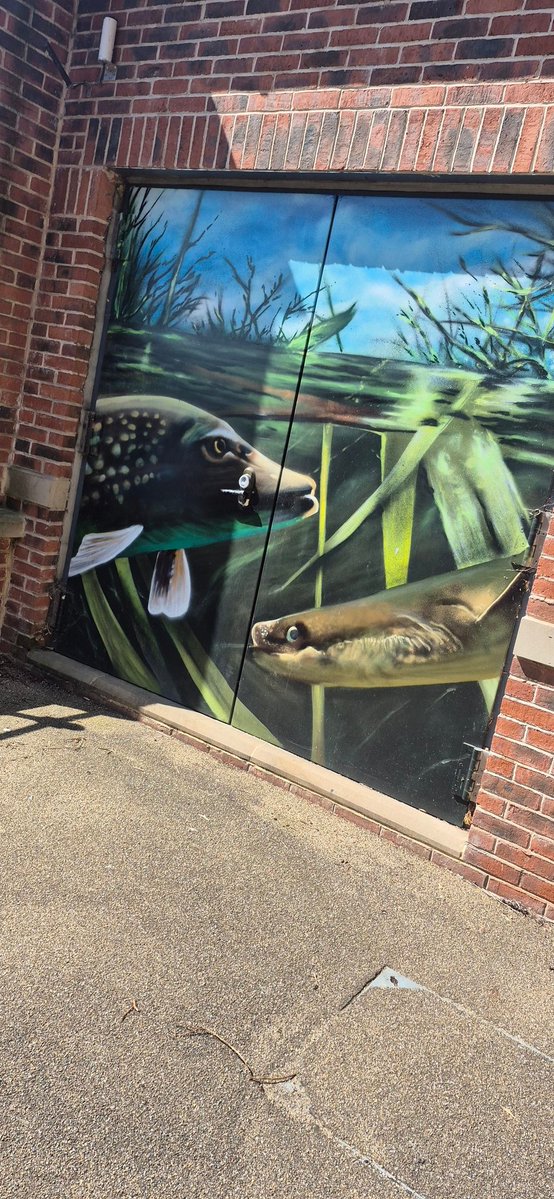 ftjb_exorqism's tweet image. This guy is definitely a volunteer #labgerm #epic #pleco