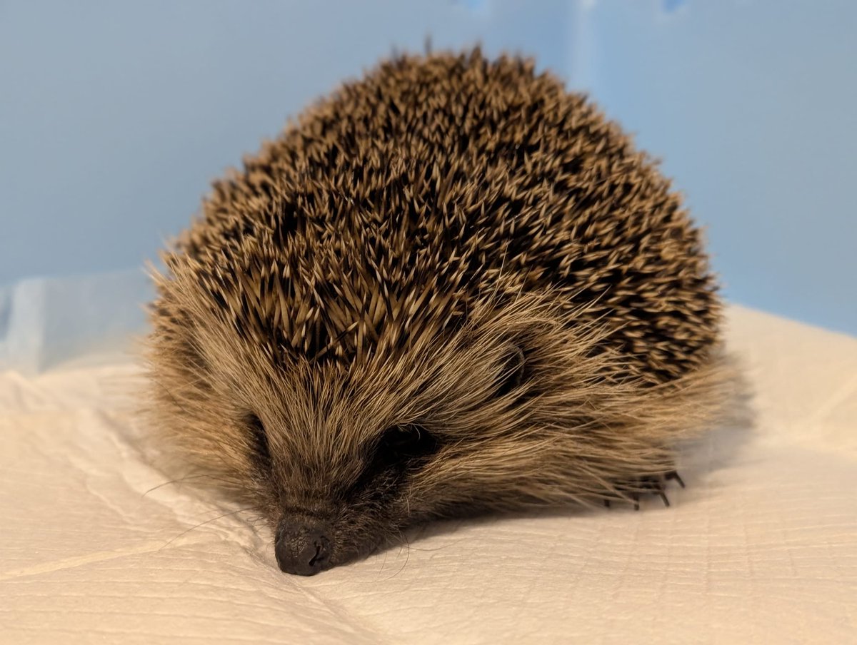 Caerphilly Hedgehog Rescue tweet media