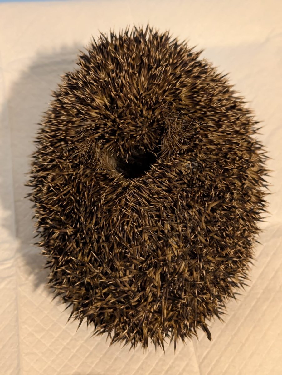 Caerphilly Hedgehog Rescue tweet media