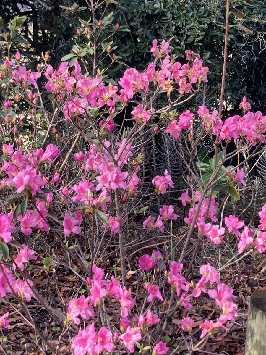 BenWaggonerAuth's tweet image. Things in my #Florida #garden that make me #happy:
My azaleas outdid themselves this year! 
I like #writing #trees and #flowers into my #shortstories. #Read them for #free here: bit.ly/3Hq3Ais
#WritingCommunity