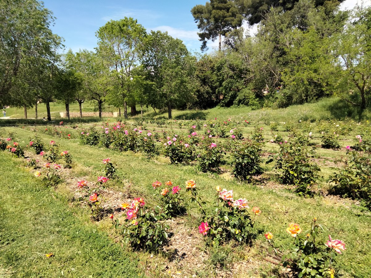 MassagueRiu's tweet image. #love
#peace
#roses