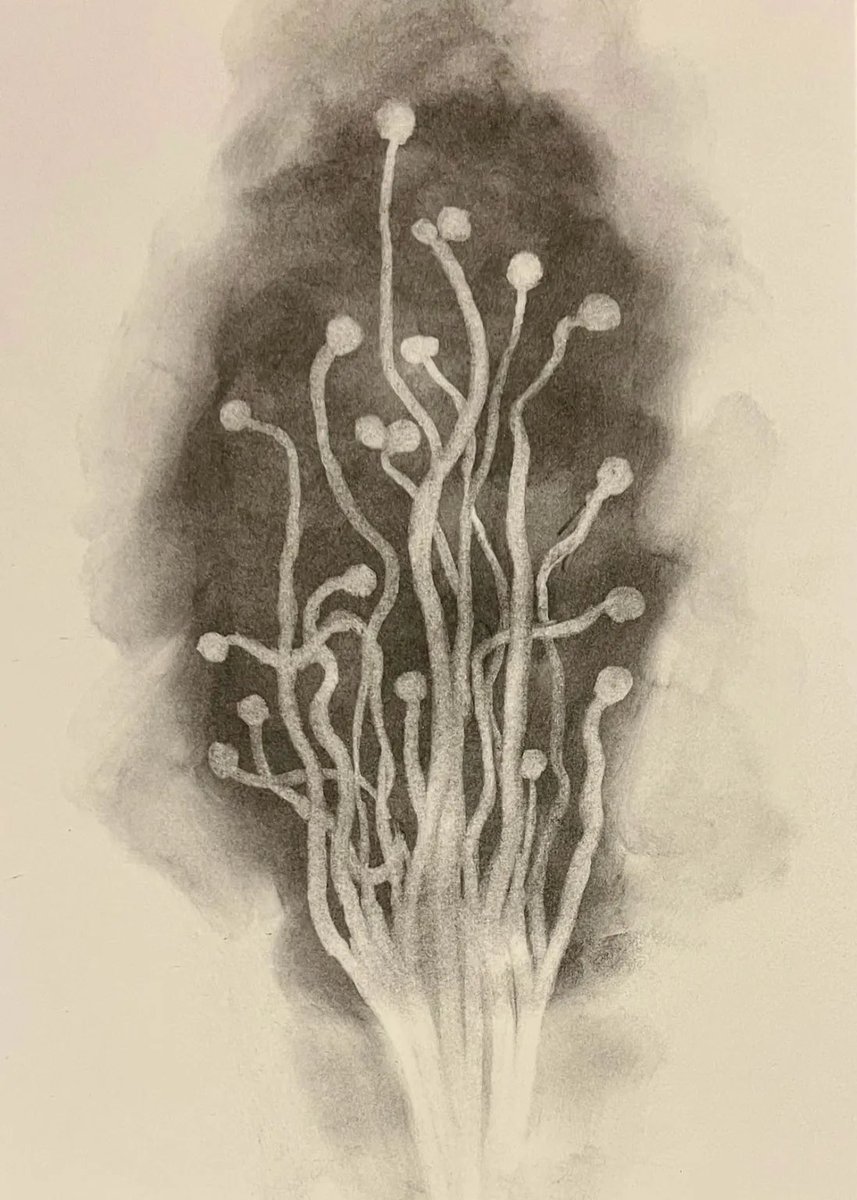 AnnaDumitriu's tweet image. Check out my artwork an ash drawing made from incinerated ergot fungus on show in the art gallery at @ESCMID where it was a winner in the class of ‘Most Toxic Artwork’ ☣️🧫🥼🔬🧪

#escmid2026 
#BioArt 

Read more here annadumitriu.co.uk/portfolio/myst…