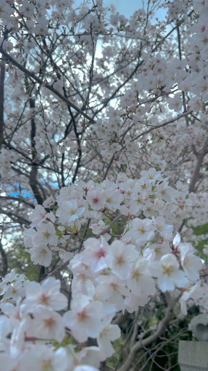 Honopi___0912's tweet photo. 最近の綺麗なもの in 香春神社 ｡❀ 𓂃𓈒𓏸 https://t.co/od6eOj9kg9