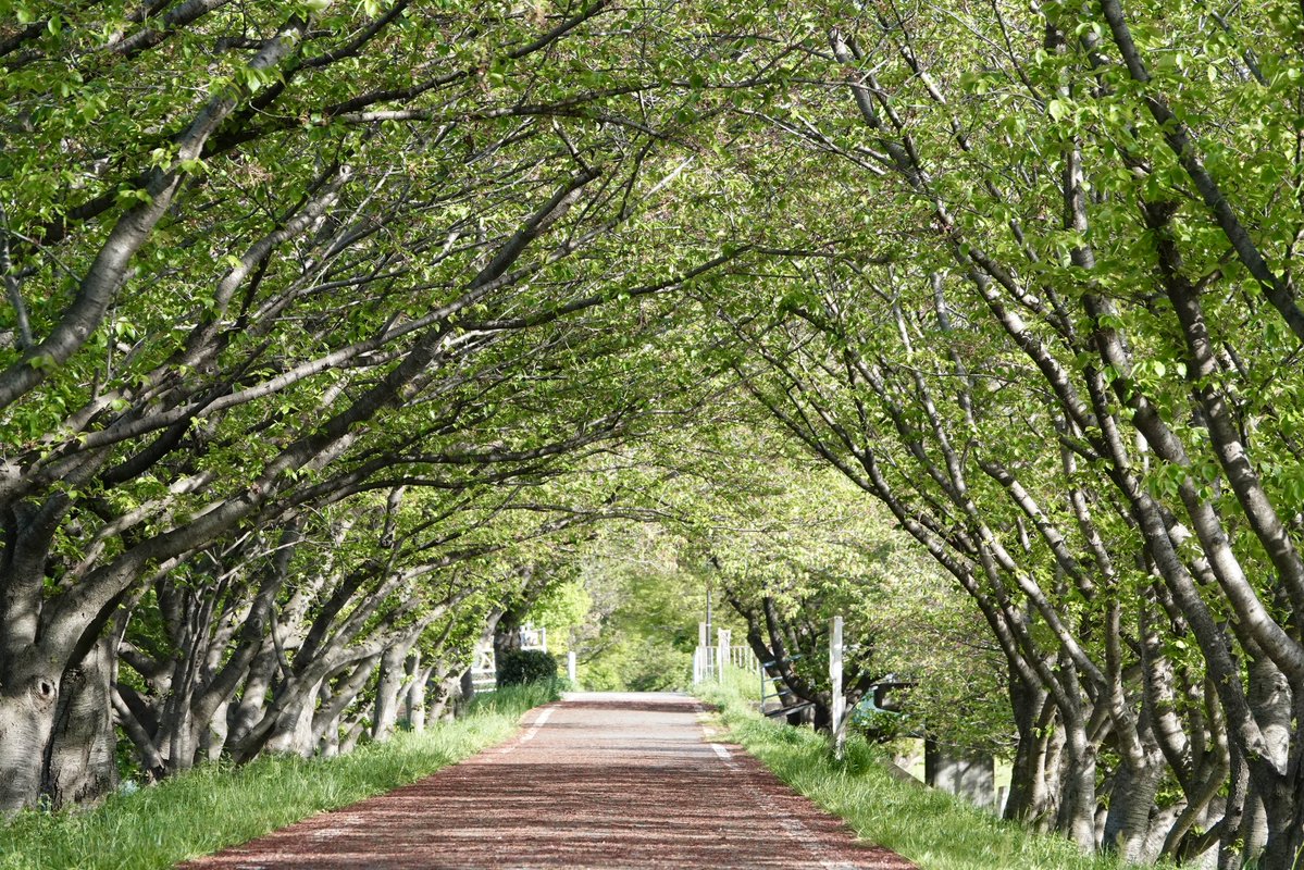 もちだんご tweet media