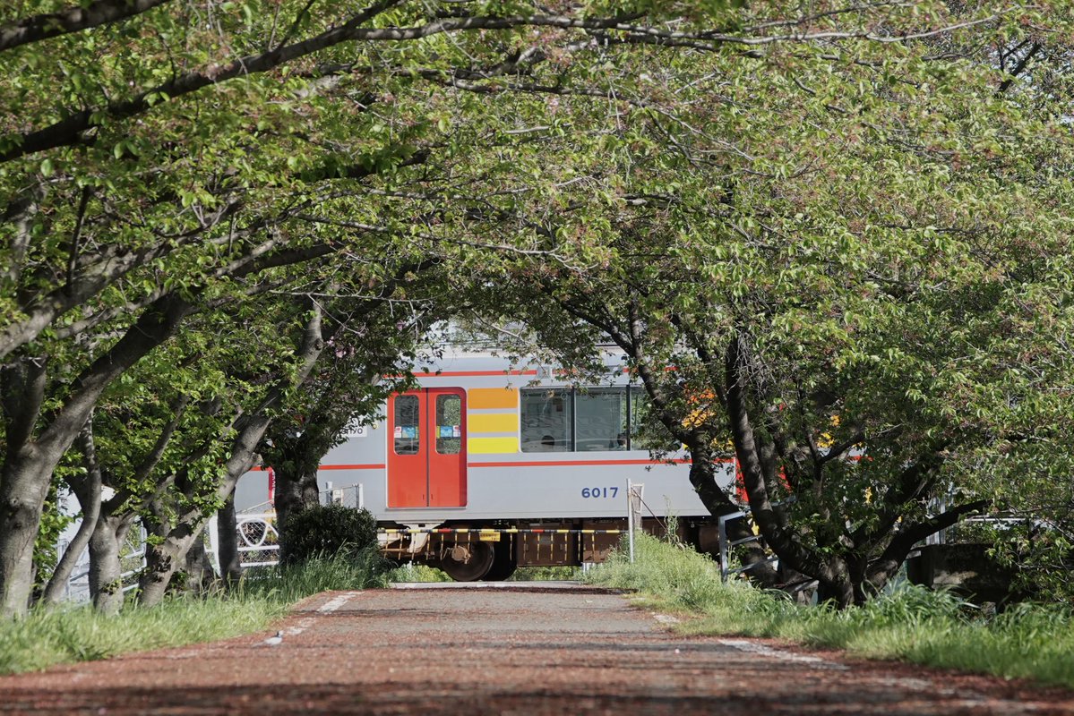 もちだんご tweet media