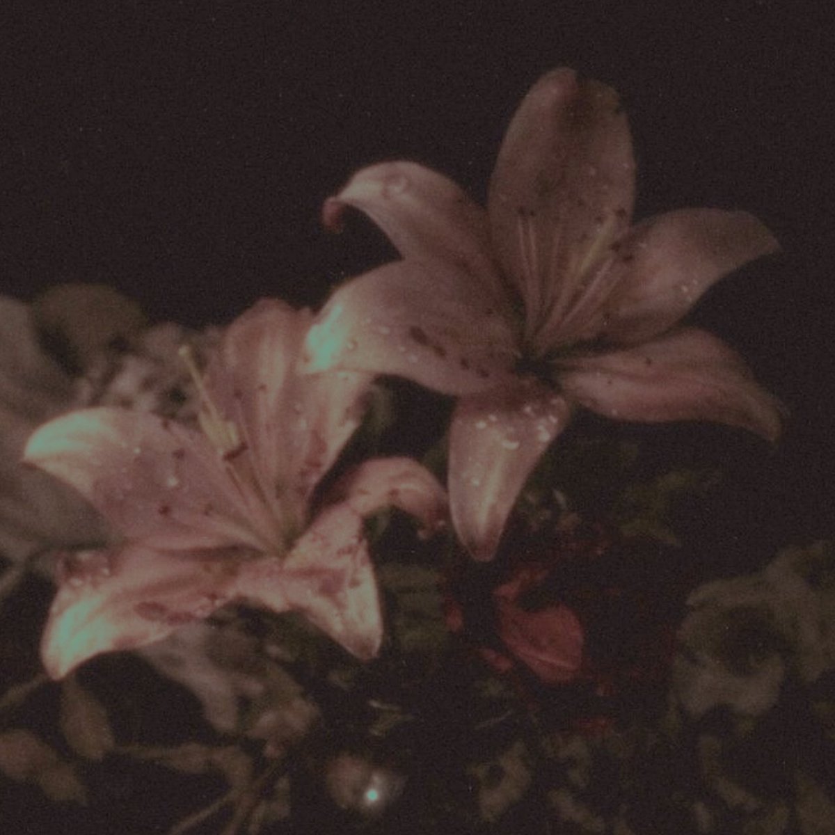 𝜗 donnie (-2.6/8kg) .ᐟ tweet media