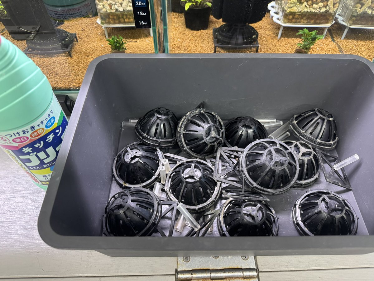 =地乃海老= tweet media