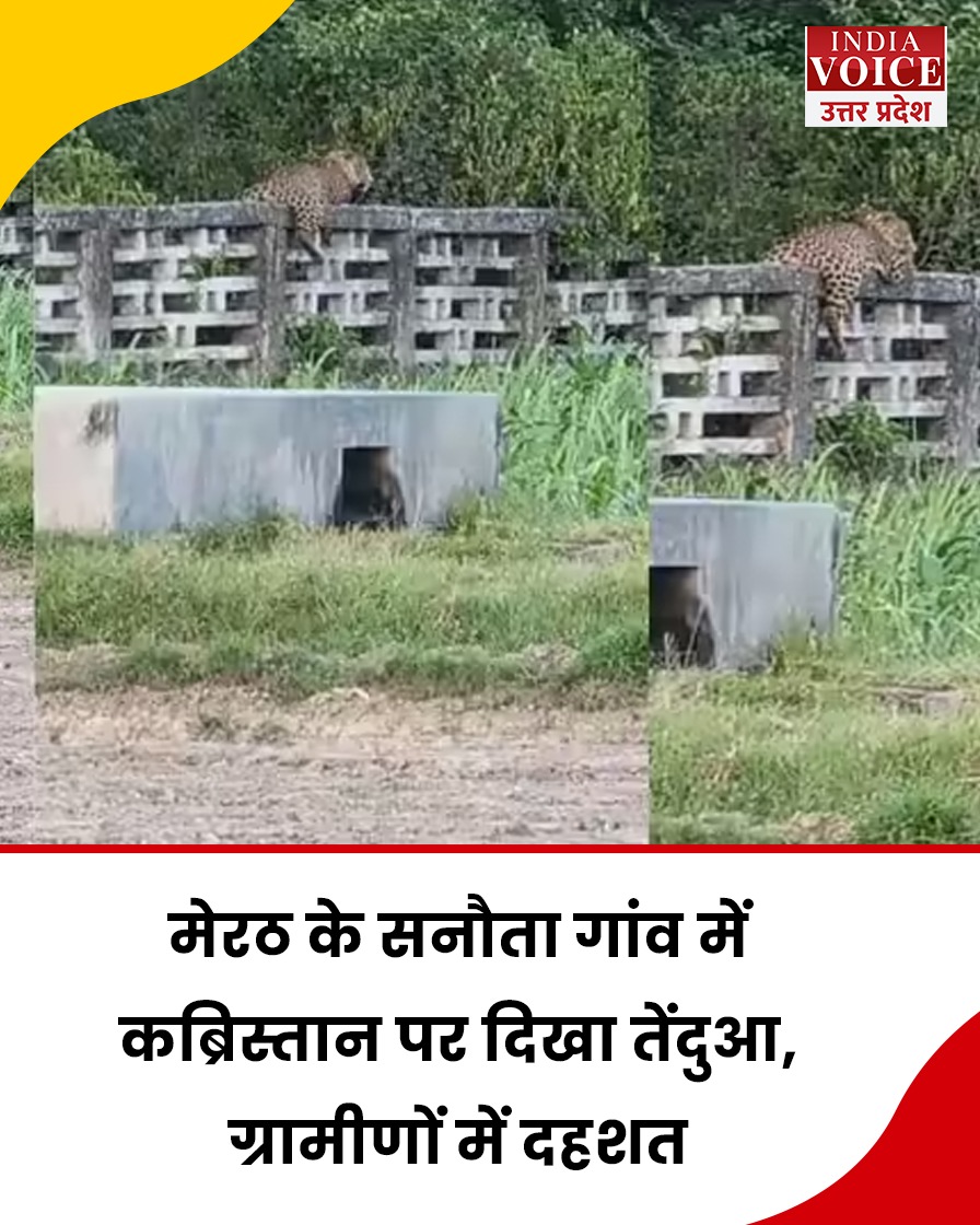 IndiaVUP's tweet image. मेरठ के सनौता गांव में सोमवार शाम उस वक्त अफरा-तफरी मच गई, जब ग्रामीणों ने कब्रिस्तान की दीवार पर एक तेंदुए को बैठे देखा। 

अचानक सामने आए इस खतरनाक जानवर ने पूरे गांव में दहशत फैला दी। 

तेंदुए की खबर फैलते ही लोग डर के मारे अपने-अपने घरों में कैद हो गए।
#Meerut #LeopardSpotted